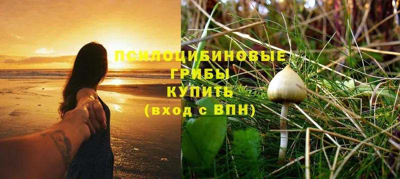 Галлюциногенные грибы Psilocybine cubensis  Норильск 